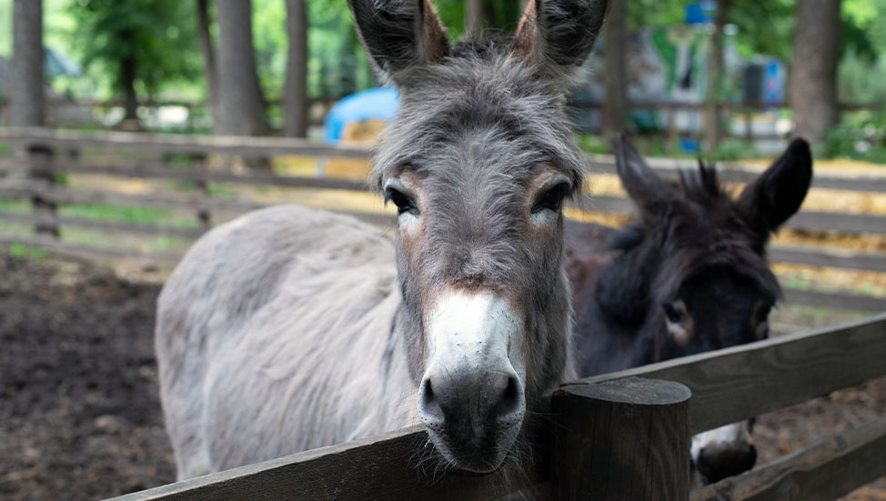 From the Farm: Donkeys as Pets